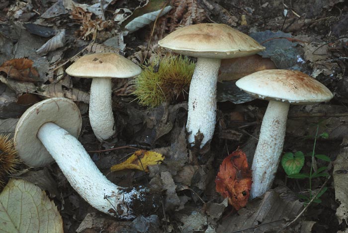 Un leccinum particolare